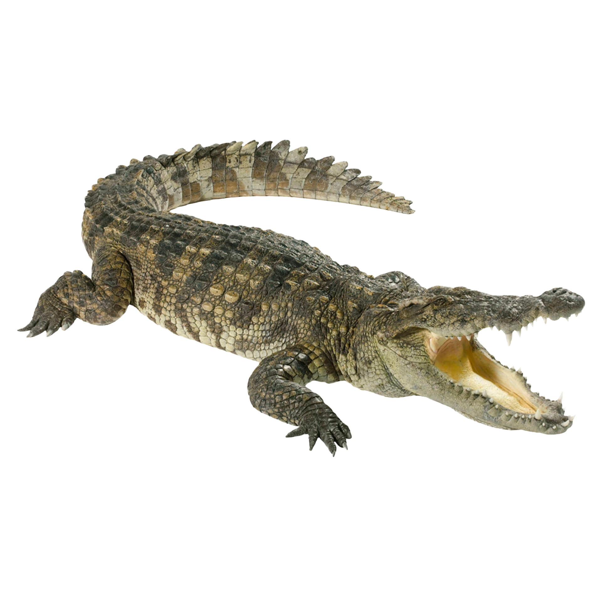 crocodile1
