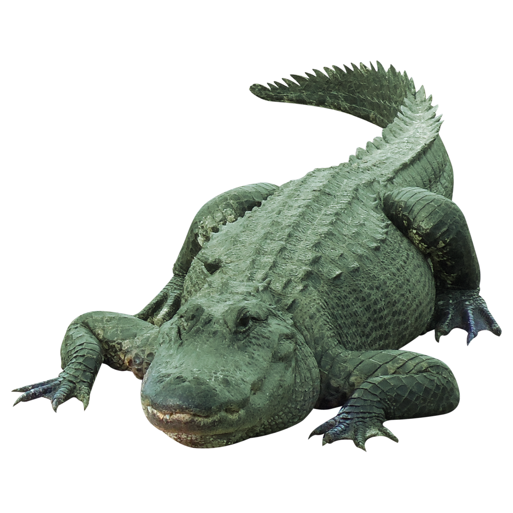 crocodile2