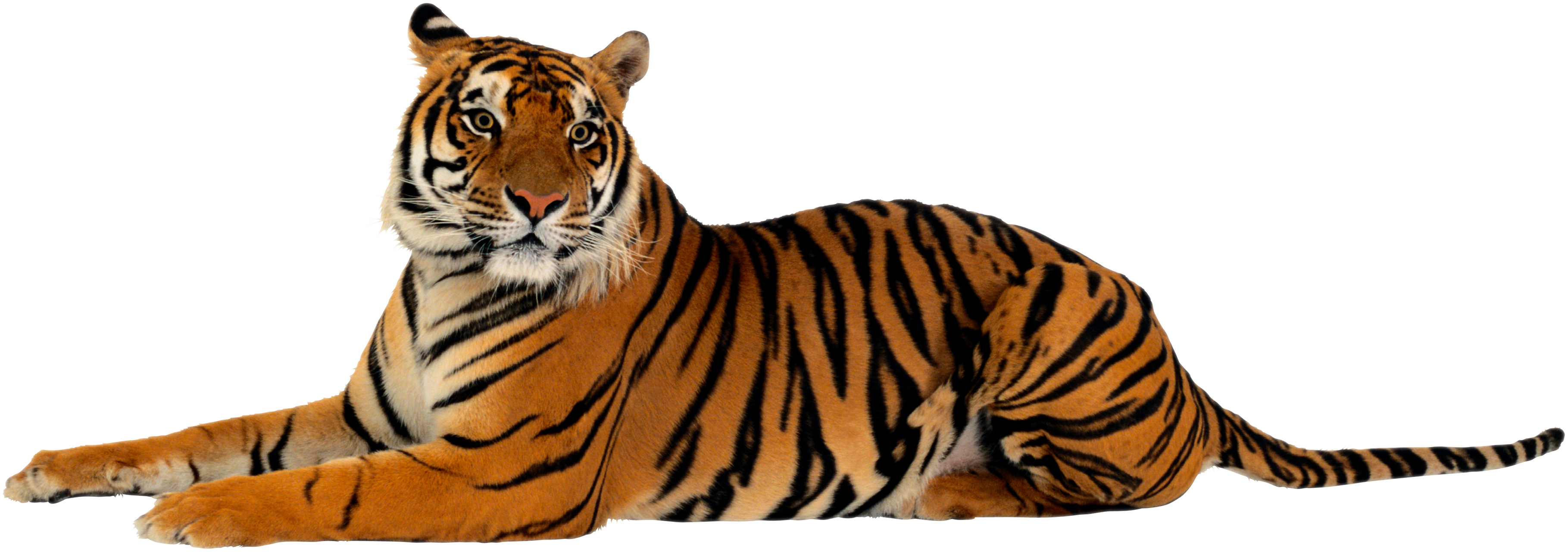 tigre