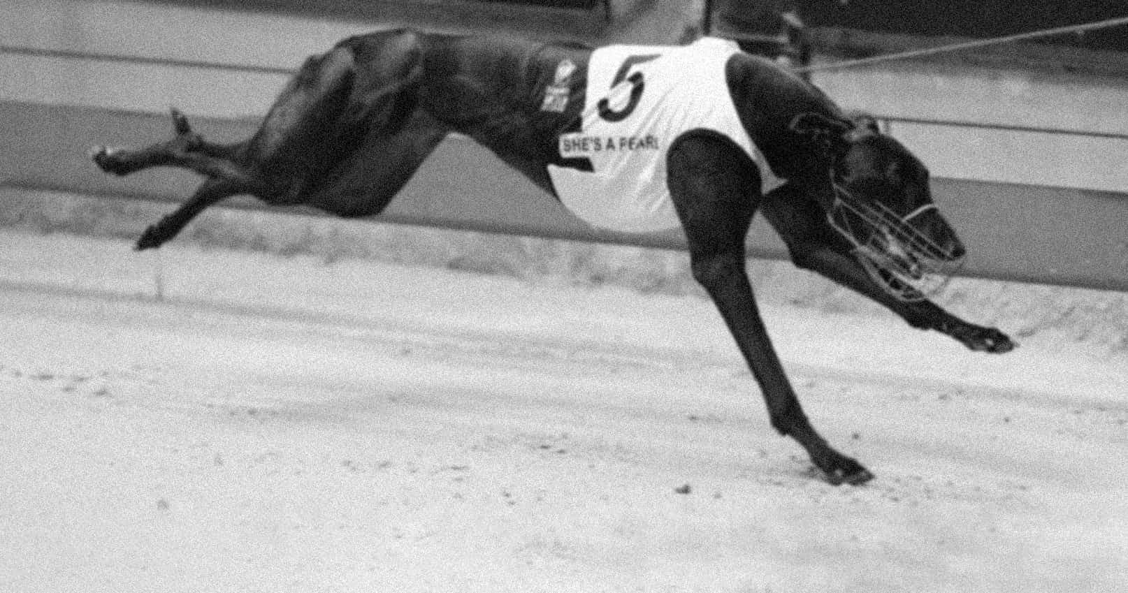 Greyhound number 5 running 