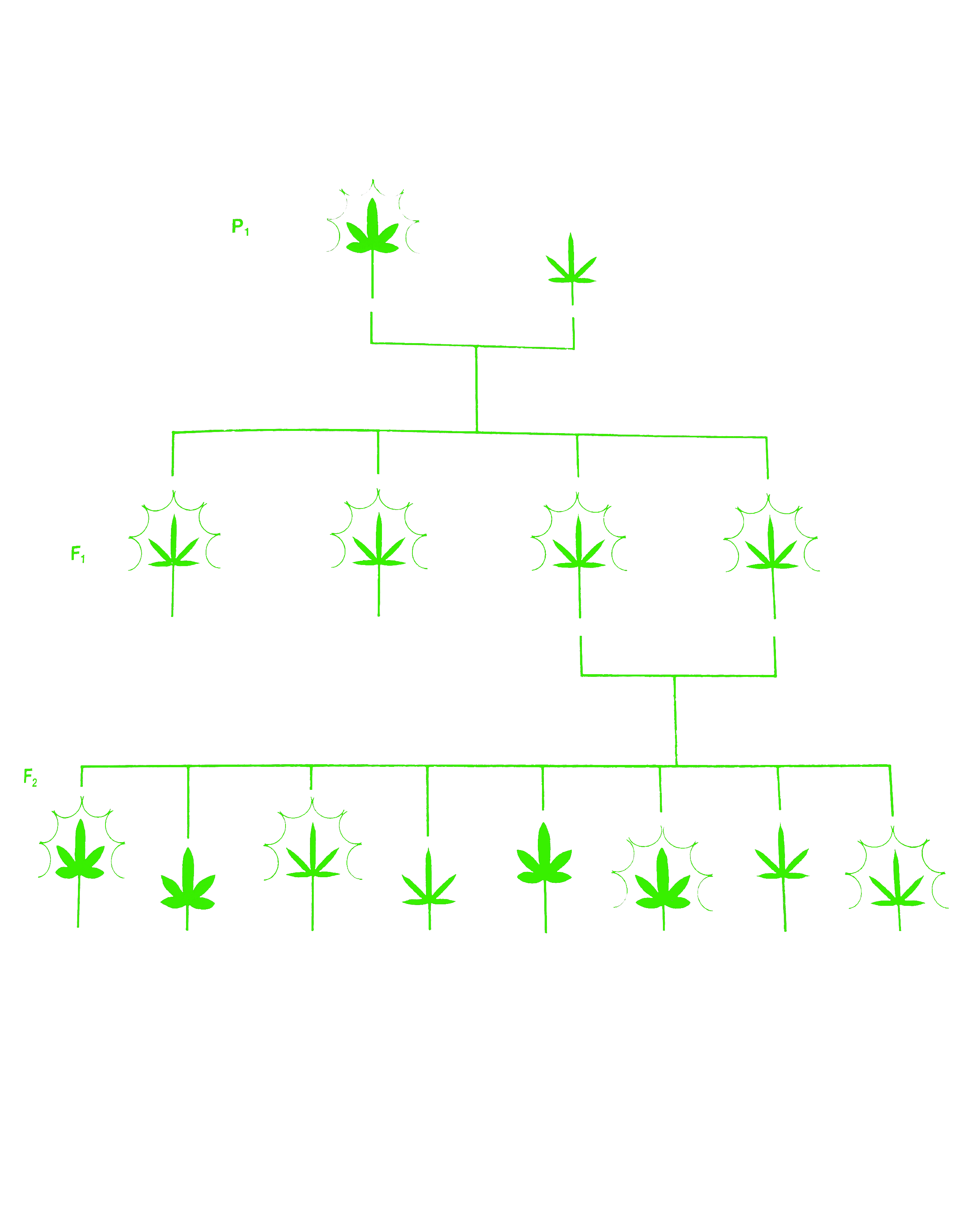 Genetische Grundlagen