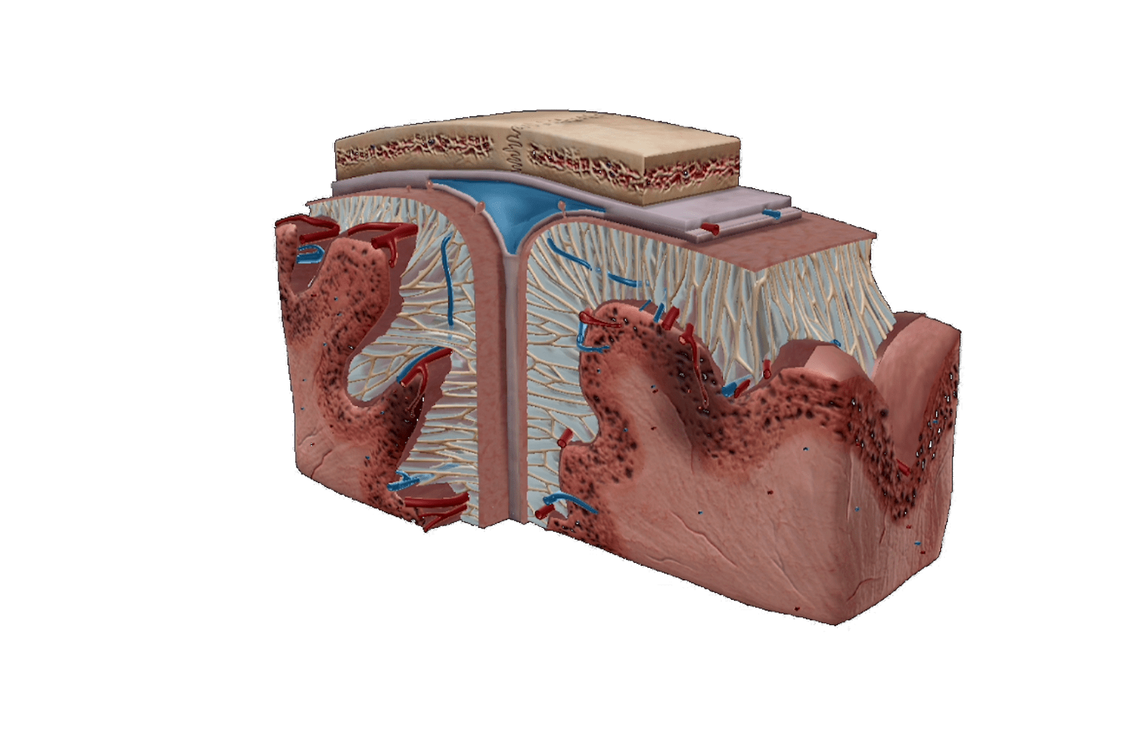 Alzheimer's sequence