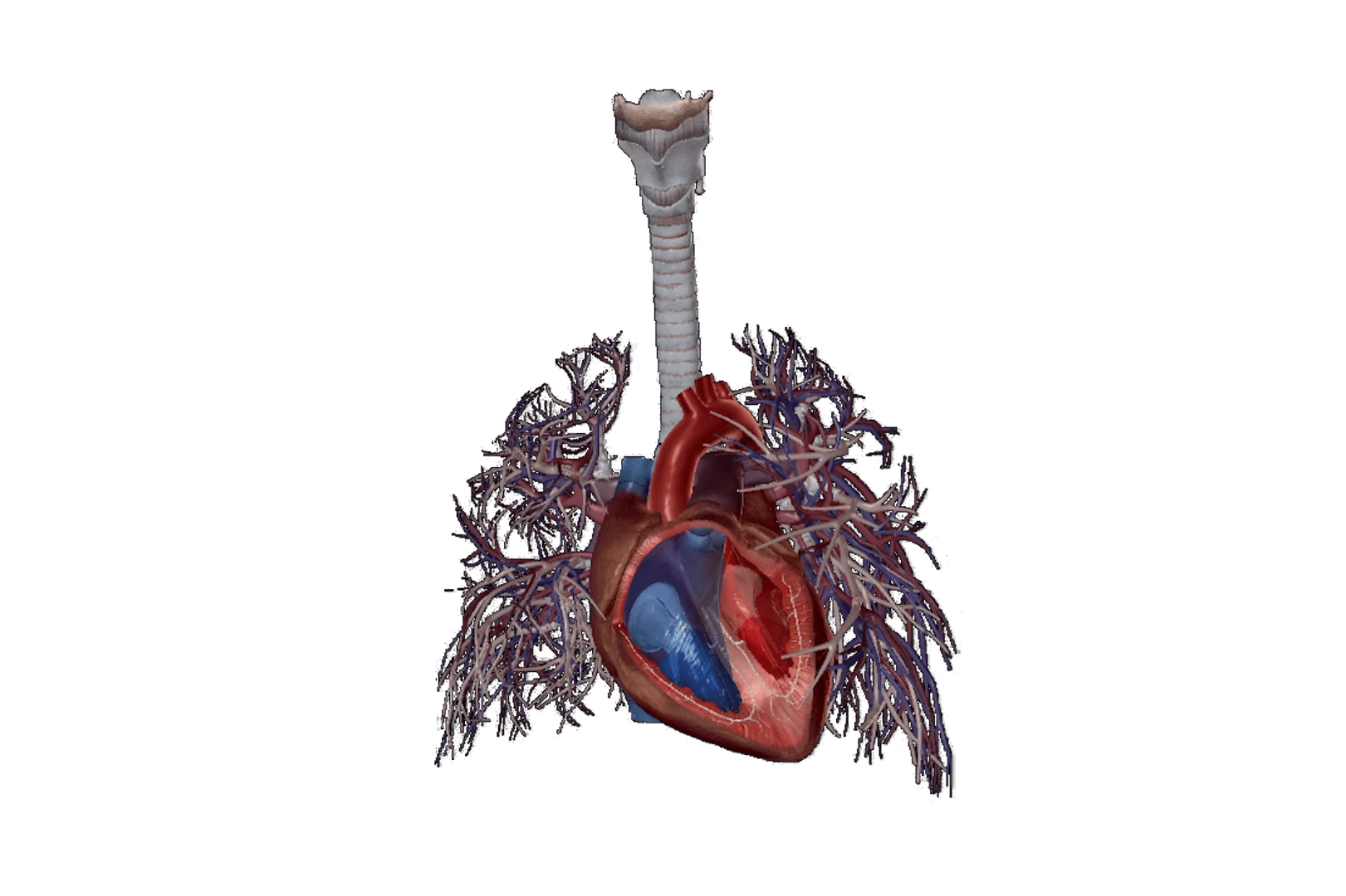 Heart failure sequence