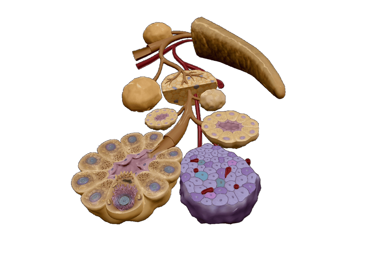 Type 2 diabetes sequence